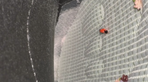 【GTS-KK酱】超级偶像巨星初音未来-97LZTD-8345177