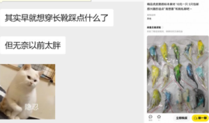 【ToKNai】抖S嗵嗵，性感长靴初踩鹦鹉标本 -97LZTD-8345176