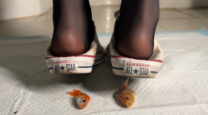 萌棠库里黑丝白匡威金鱼-97LZTD-8345239