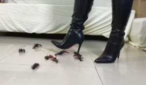 默墨S过膝大腿靴踩烂一地偷窥小龙虾-97LZTD-8345300