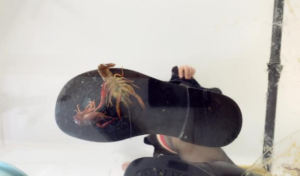 CaiR010h 萱玻璃地板平底萝莉鞋跟碾跺踩CRUSH踩死小龙虾 h鞋底视角-97LZTD-834538930