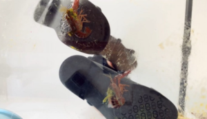 CaiR010h 萱玻璃地板平底萝莉鞋跟碾跺踩CRUSH踩死小龙虾 h鞋底视角-97LZTD-834538930