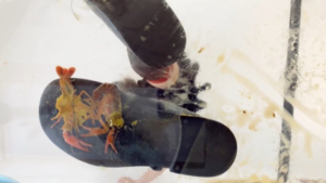 CaiR010h 萱玻璃地板平底萝莉鞋跟碾跺踩CRUSH踩死小龙虾 h鞋底视角-97LZTD-834538930