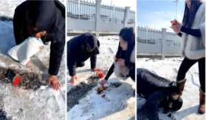 【兰主人】雪地户外训狗-97LZTD-8345415717205