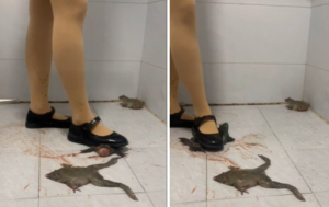 柔柔肉丝小皮鞋3蛙-97LZTDGXFC-0000031327008