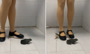 柔柔肉丝小皮鞋3蛙-97LZTDGXFC-0000031327008