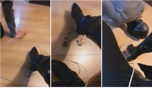 【小贝】皮靴踩踏喂食崇拜