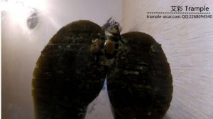 HelgaLi 马丁靴玻璃板上碾踩烂蟑螂