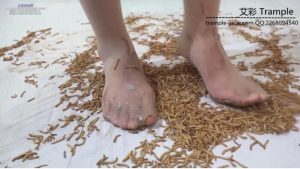 Bridget Tenebrio molitor