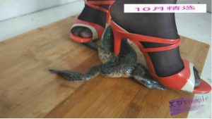 黑丝凉拖高跟暴踩N只大牛蛙，用鞋跟在牛蛙嘴上不停抽插