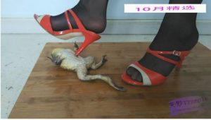 黑丝凉拖高跟暴踩N只大牛蛙，用鞋跟在牛蛙嘴上不停抽插