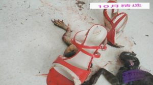 黑丝凉拖高跟暴踩N只大牛蛙，用鞋跟在牛蛙嘴上不停抽插