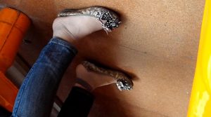 轻熟妇的灰丝脚形状真不错，双脚动作有多赤裸裸的诱惑【09：15】