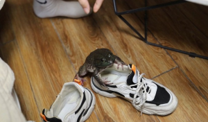 【栗子绝版】体育课极品臭鞋踩死