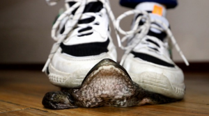 【栗子绝版】体育课极品臭鞋踩死