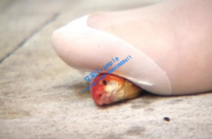 羞涩小护士踩碎金鱼害虫insect cr