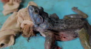 【芊芊】凉鞋丝袜里踩两只牛蛙-97LZTD-450868