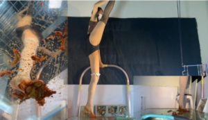 【艺体联盟】血橙芭蕾舞全体重踮脚优雅制作金鱼酱虾-175舞蹈专业大学生-97LZTD-450930