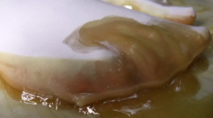 【冰时代】女仆白袜踩糖拉丝-97LZTD-450960